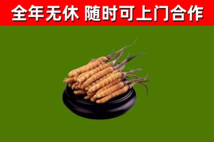 天祝县回收冬虫夏草